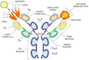 Gambar sistem antibodi