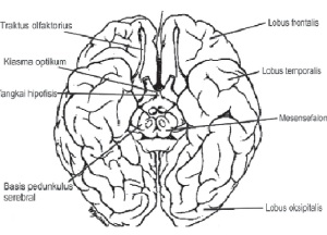 gambar bagian bagian pada otak manusia